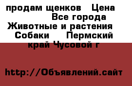 продам щенков › Цена ­ 15 000 - Все города Животные и растения » Собаки   . Пермский край,Чусовой г.